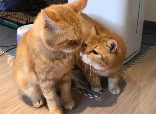 白橘猫好养吗？（橘猫千万不能养）