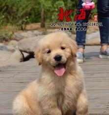 一只普通成犬金毛卖多少钱?家养的？（金毛犬价格）