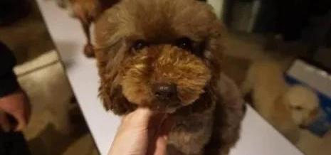 新手养什么狗最好？（十大新手最好养的小型犬）