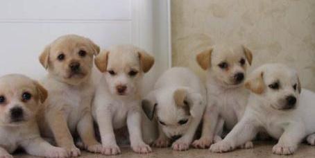 怎么挑选土狗幼犬？ 中华田园犬幼犬