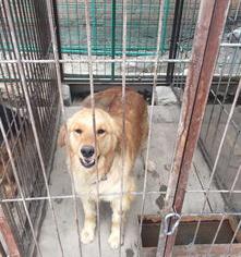 宠物家庭寄养怎么收费？（宠物寄养）