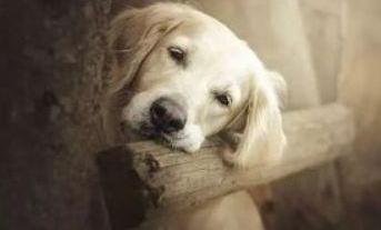 如何训练狗狗叫？（训练狗狗的方法大全）