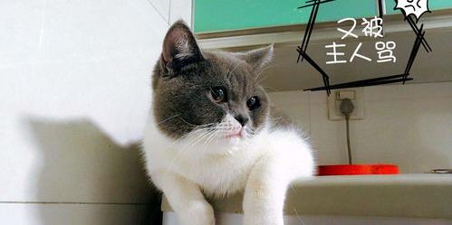 怎样确认猫咪已经认主了？（怎么确定猫认主人了）