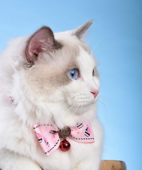 价值85万的布偶猫你见过吗？（常见的假布偶猫）