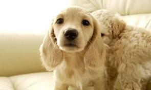 宠物托运顺丰宠必达需要什么条件？（哪个平台托运宠物最靠谱）