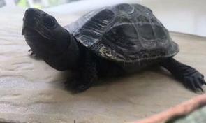 草龟怎么养 养草龟真恶心