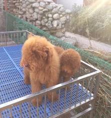 巨贵和古牧啥区别？（巨型贵宾犬价格多少钱一只）