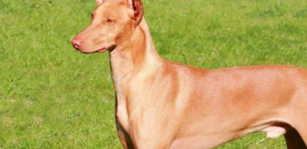 适合家养的中型犬排名前十名？（十大适合家养的中型犬排名）