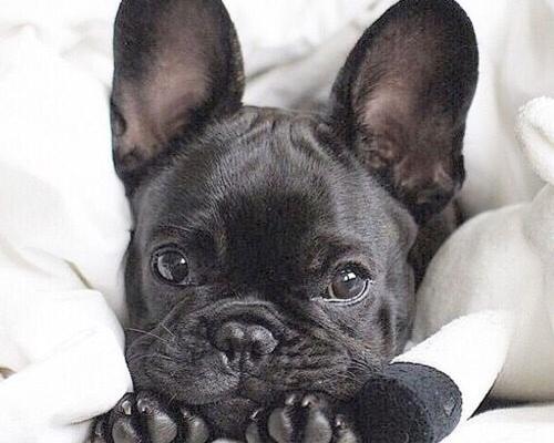 蓝色法斗怎么样？（法国斗牛犬什么颜色最贵）