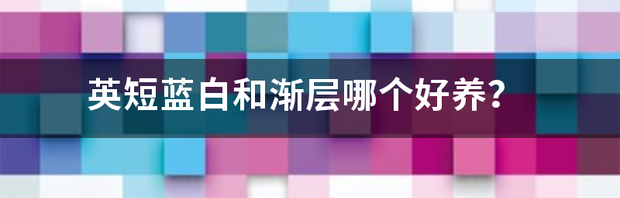 英短蓝白公猫优缺点？（为什么不建议养英短蓝白）