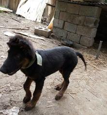 苏联红能用于警犬吗？（苏联红犬）