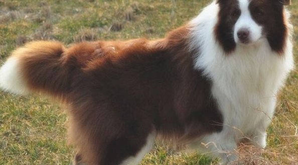 蓝湾牧羊犬和边境牧羊犬哪个聪明？（边境牧羊犬价格）