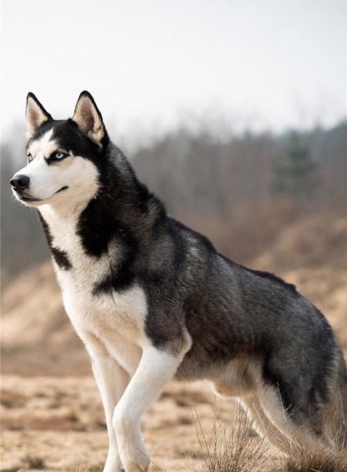 阿拉斯加雪橇犬与哈士奇的区别是什么（阿拉斯加犬和哈士奇的区别）