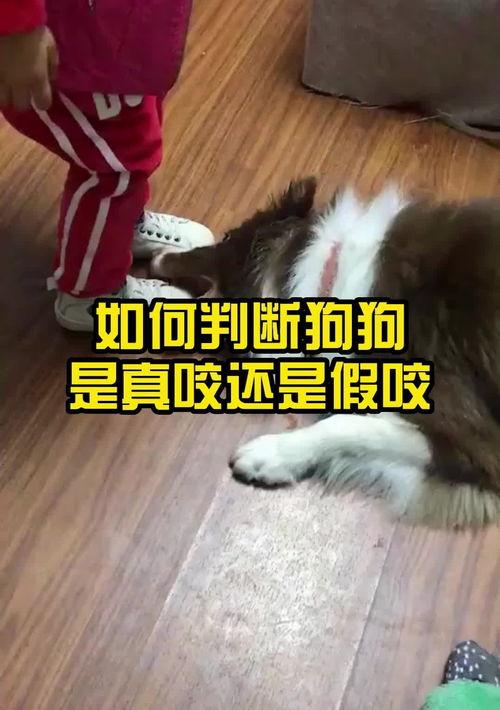 狗狗犬瘟，和细小的具体症状？（如何判断狗狗是感冒还是狗瘟）