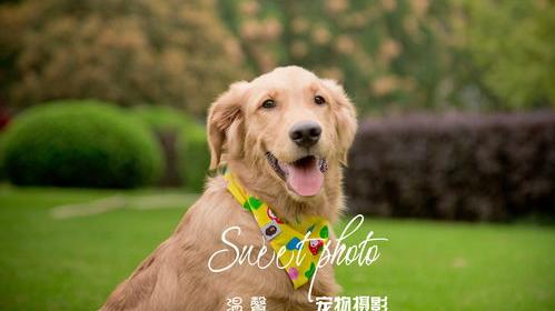 帮朋友照顾金毛注意事项？ 养金毛的注意事项