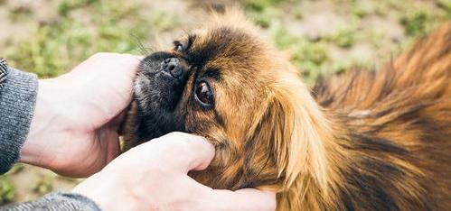 京巴狗多少钱一只 纯种京巴犬价格（京巴犬价格）