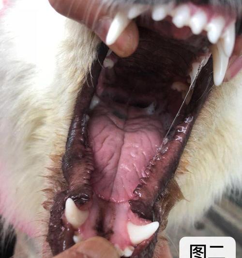 狗瘟的初期症状？（犬瘟热的症状）