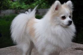 狐狸犬和博美的区别 狐狸犬和博美的区别
