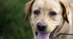 博美犬瘟熬过多久可以好？（狗狗得了犬瘟还能活吗）