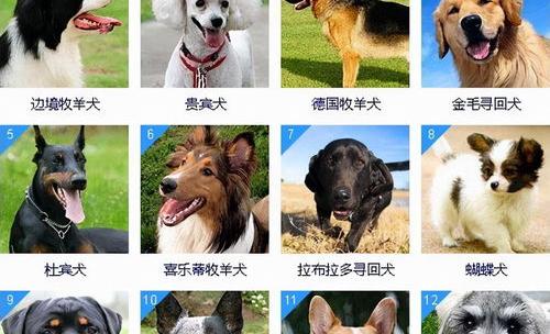 十大最聪明小型犬排名？（狗智商排名前十名）