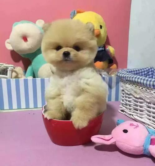 养俊介犬花销大吗？（俊介博美犬多少钱一只）