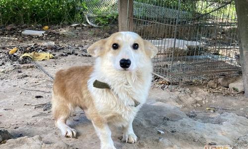 请教成都桃源狗市的具体位置？（附近哪里有回收宠物狗）