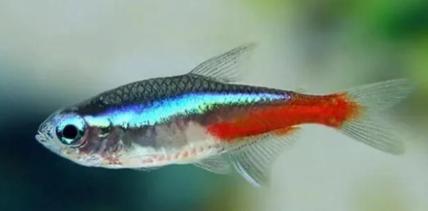 新开放十个鹦鹉品种？（十大最好养的鹦鹉）