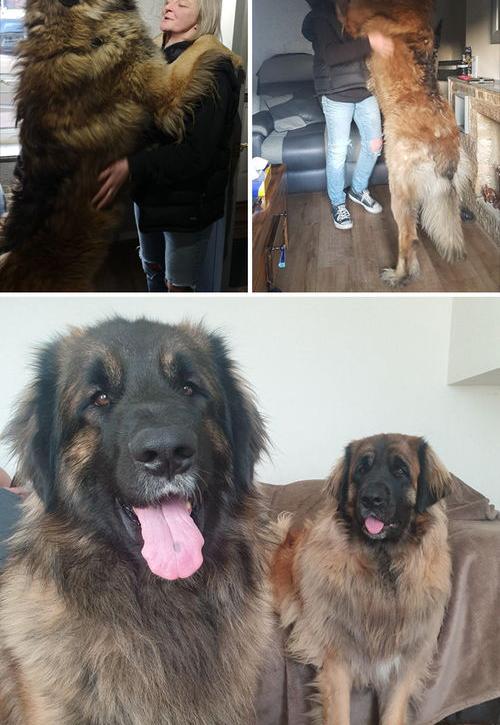 著名的巨型犬有哪些？（世界十大巨型犬种）