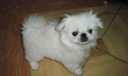 北京可以办狗证的大型犬是哪些？ 北京犬多少钱一只