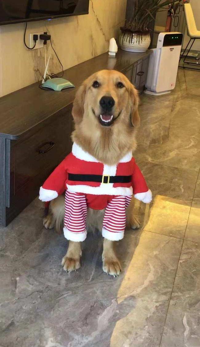 两个月的比熊犬如何训练？（训狗教程）