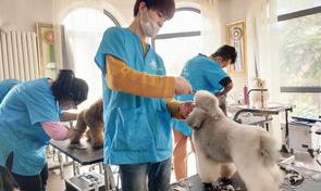 宠物美容学校的培训内容有哪些？（宠物美容师培训）