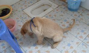 如何训练狗子定点大小便？（怎么训练狗狗大小便）