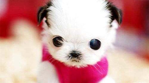 荼杯狗多少钱一只？（一只茶杯犬的价格）