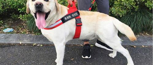 中型犬智商排名？（适合家养的中型犬）