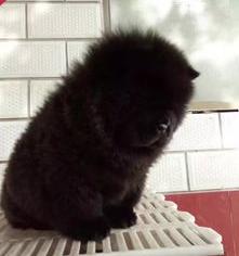 松狮犬血什么颜色？ 黑松狮犬多少钱一只