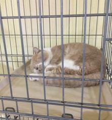 你认为在58同城上买狗狗可靠吗？（58同城宠物狗出售）