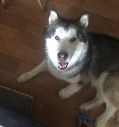 阿拉斯加犬吃什么钙片？（阿拉斯加可以穷养吗）