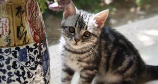 蛇将嘴张开是不是代表它饿了？（美短虎斑猫恶心死了）