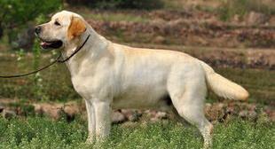 拉布拉多犬的价格是多少？（纯种拉布拉多幼犬多少钱一只）