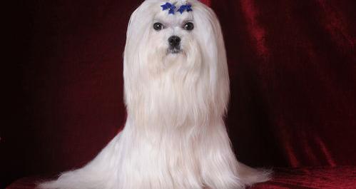 马尔泰犬优缺点？（马尔济斯犬的优缺点）