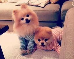 食肉狗什么品种？（狗的品种）