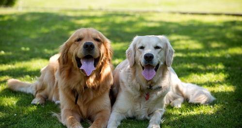 金毛8个月大了,怎么能养好金毛呢？（养金毛最大的忌讳）