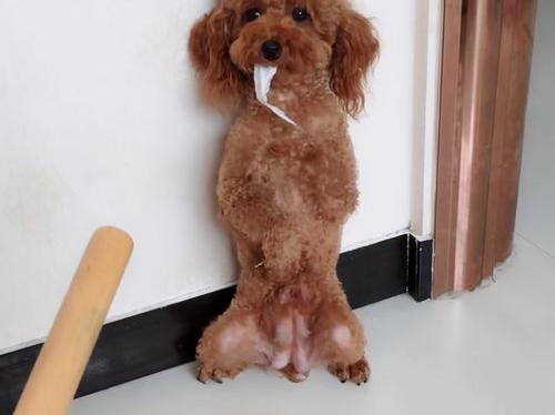 狗狗恨主人有什么表现？（泰迪犬恨主人的表现）