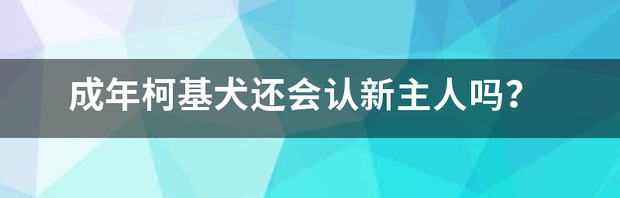 柯基为什么对陌生人特别亲？（柯基一生认几个主人）