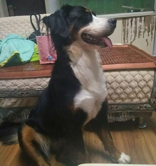 口碑最好的十大狗？ 常见犬类品种大全