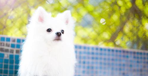 十大新手最好养的狗？（十大新手最好养的狗狗）