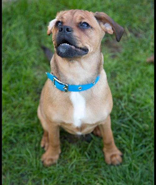 狗狗多大开始训练?狗狗几个月开始训练最好？（狗狗训练）