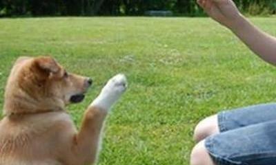 训狗教程：正确训练狗狗的技巧？ 训狗的方法大全免费