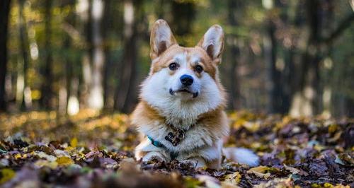 上班族适合养边牧还是泰迪？（上班族养什么狗最省心）