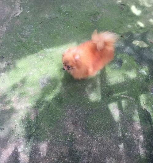拼多多上文章卖狗狗的靠谱吗？（泰迪狗100元出售了）